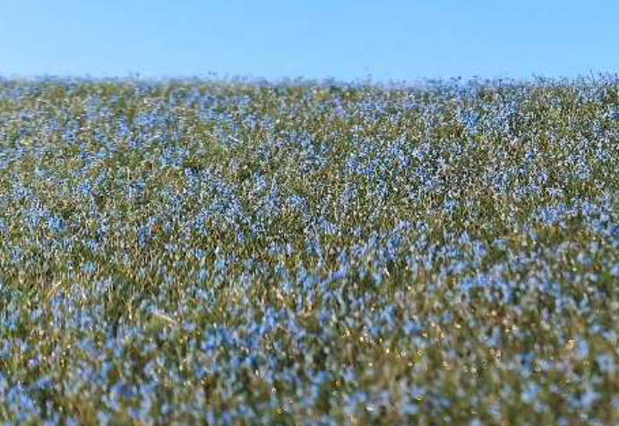 Model Scene F470 Blooming Flax fielder 1/35