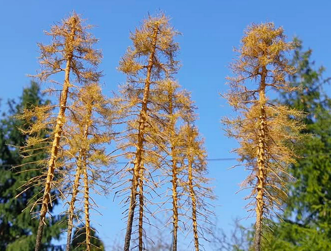 FREON MSU4 Larch - Dry larch, height 28 cm – image 2