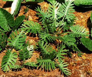 Model Scene VG7-031 Jungle set 1 1/45, 1/72
