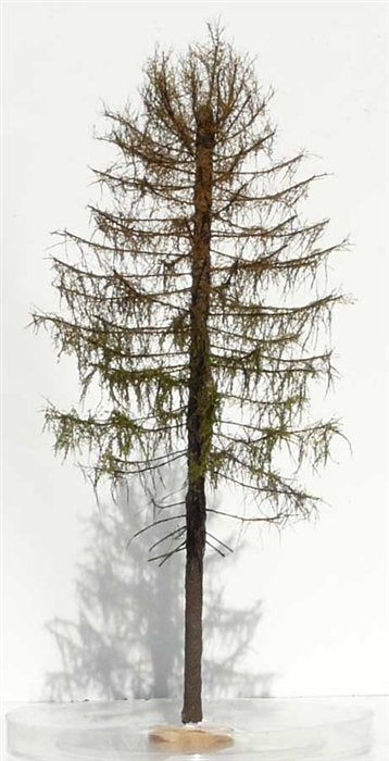 FREON MSU4 Larch - Dry larch, height 28 cm