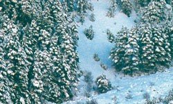 Vallejo 26231 Foam and Snow 32ml
