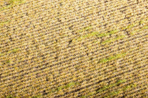 Scene F403 Stubble field model – image 2