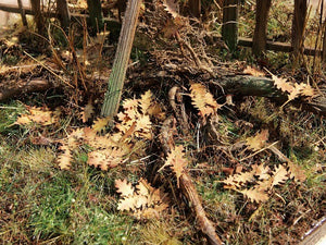 Model Scene L3-206 Northern Red Oak - dry leaves 1/32, 1/35 – immagine 2