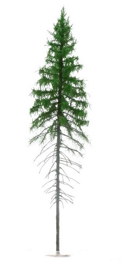 FREON SG2 Mountain Spruce - Larger Alpine Spruce 18/20 cm 3 pieces