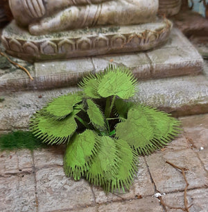 RT-Diorama 35616 Plante de la jungle n° 6 1/35 – image 4