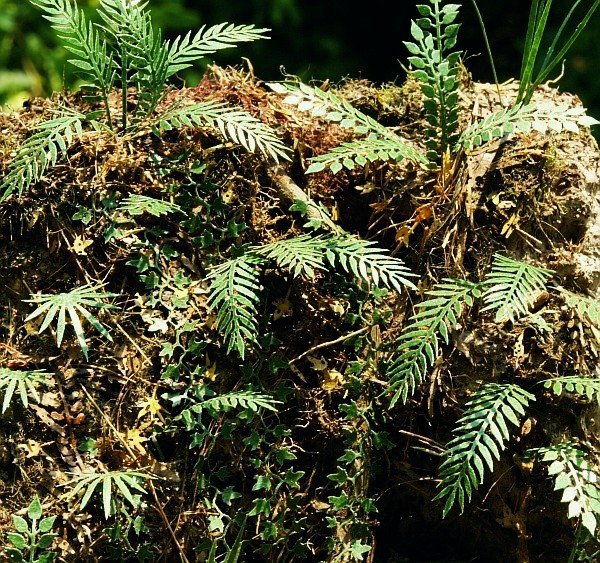 Model Scene VG3-031 Jungle set 1 1/32, 1/35