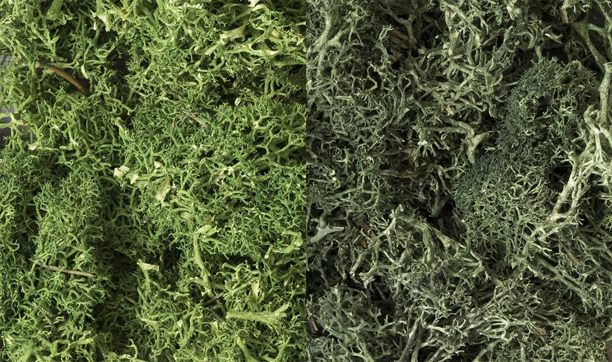 Woodland Scenic WL168 Scrub - Dark Green Mix Lichen