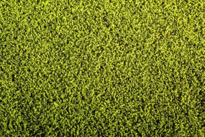 Model Scene F440 Grass Mat - Alfalfa 1/35