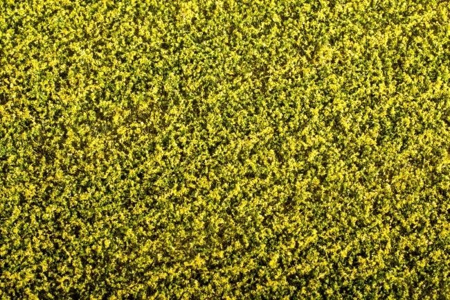 Model Scene F450 Grass Mat - Rape Field 1/35