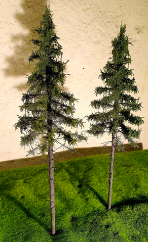 FREON SG1 Mountain Spruce - Larger Highland Spruce 26/28 cm 3 pieces – Bild 3