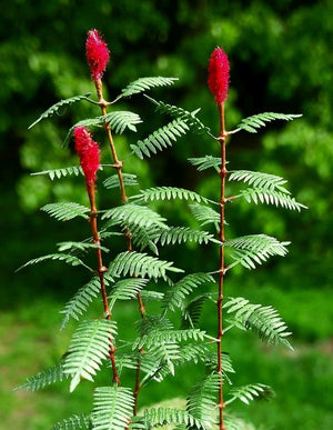 Scene VG3-018 Sumac 1/35 model