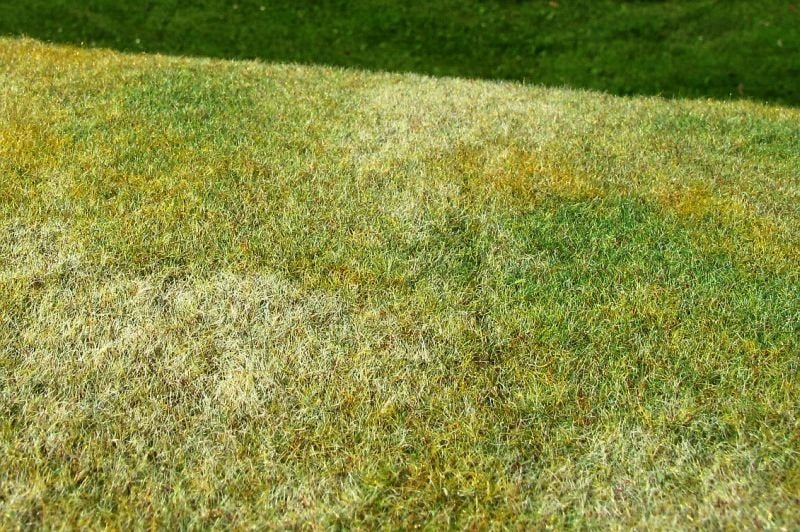 Model Scene F003 Cut Meadow - Late Summer – image 2